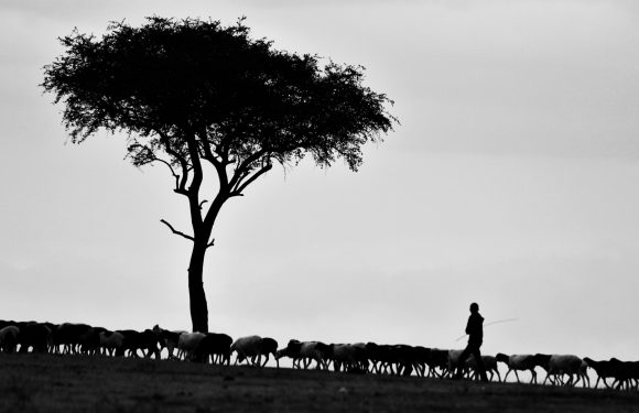 A person herding sheep on a grassy field with a large, solitary tree in the background, all depicted in black and white silhouette style.