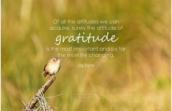 A small bird perched on a stick with a blurred grassy background, overlaid with an inspirational quote about gratitude by Zig Ziglar.
