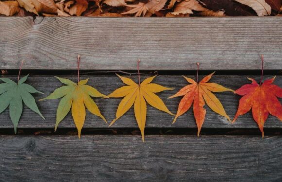 Five colorful autumn leaves lined up on a weathered wooden surface, ranging from green to yellow, orange, and red.