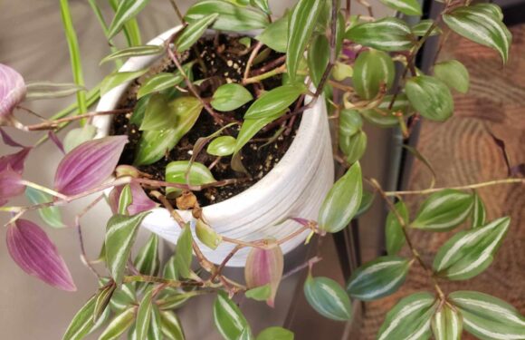 A potted plant with variegated green and purple leaves, some trailing over the edge of the white pot on a wooden surface.