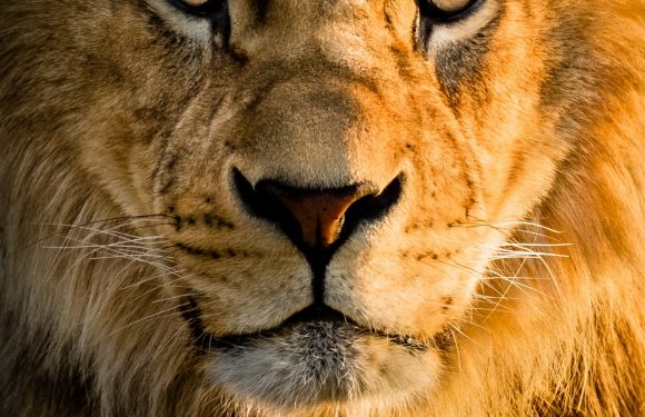 Close-up of a lion's face with piercing eyes, detailed fur, and a golden mane, emphasizing a majestic and intense expression.