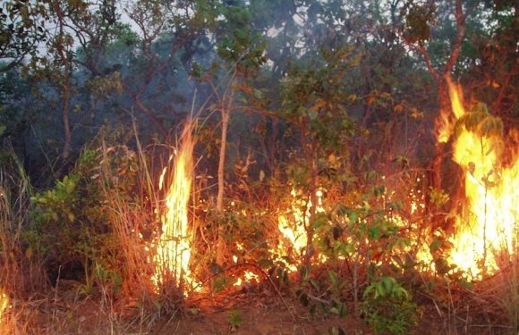 Wildfire burning through dense brush and trees, with flames and smoke visible among the greenery.