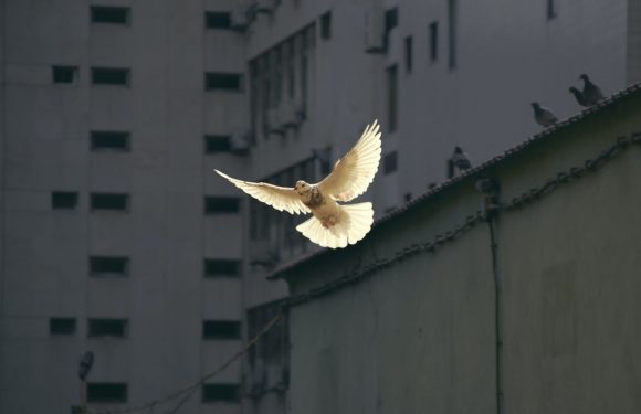A white dove in flight against an urban background with buildings and pigeons perched on a rooftop.