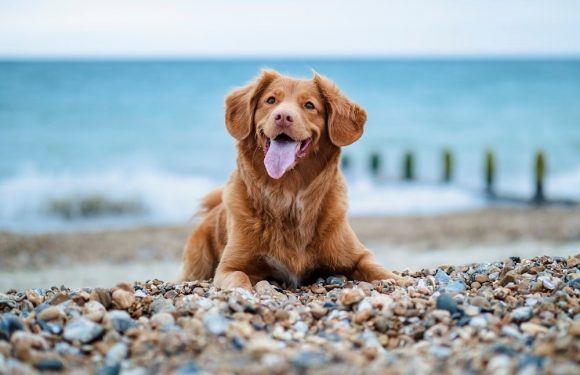 A happy brown dog with floppy ears lies on a pebbly beach near the water, smiling with its tongue out, under a cloudy sky.