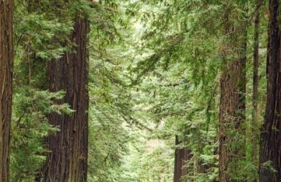 A paved road running through tall, dense redwood trees with lush green foliage, creating a canopy overhead in a serene forest setting.