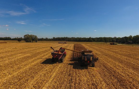 Two tractors are working on a vast, golden field under a bright blue sky, harvesting crops with a few trees and a road in the background.