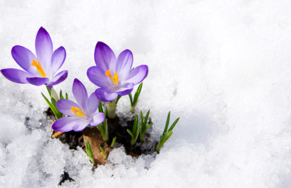 Purple crocuses blooming in the snow with green leaves and yellow stamens visible.