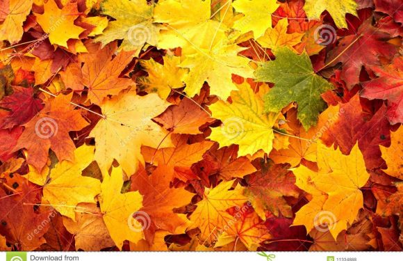 A colorful collection of fall maple leaves in shades of yellow, orange, red, and green spread across the ground.