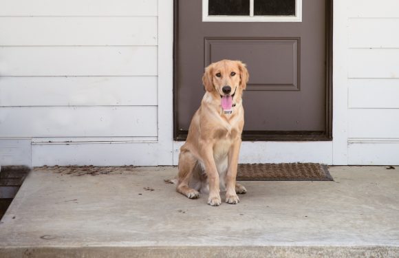 A golden retriever puppy sitting on a concrete porch in front of a dark brown door and white siding, wearing a black collar with a tag, with its tongue out.