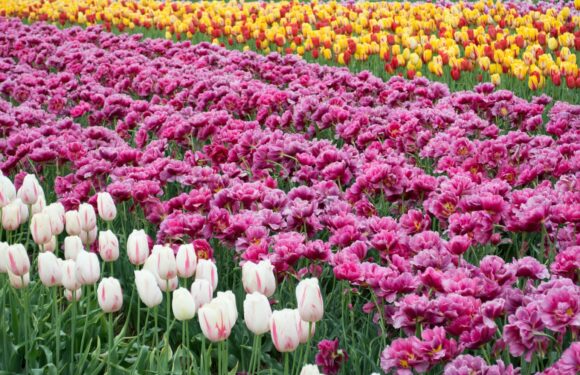 A vibrant flower field with white and pink tulips in the foreground and a vast expanse of multicolored tulips, including yellow, red, and pink, stretching into the distance.
