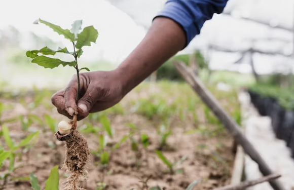 A person planting a seedling in soil, holding it by the roots and dirt, with a background of a farm or greenhouse environment.