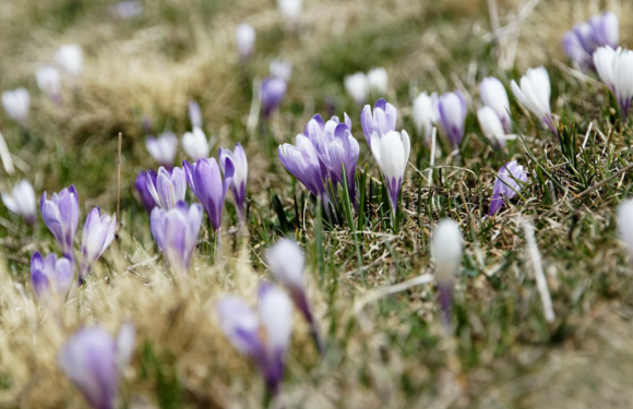 Purple and white crocuses blooming in a grassy area with dry patches and some blurred background.