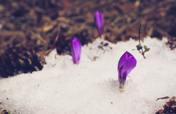 Purple crocus flowers emerging from snow on the ground, surrounded by dirt and small plants.