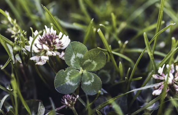 A four-leaf clover grows amidst green grass and tiny white and purple flowers in a close-up outdoor shot.