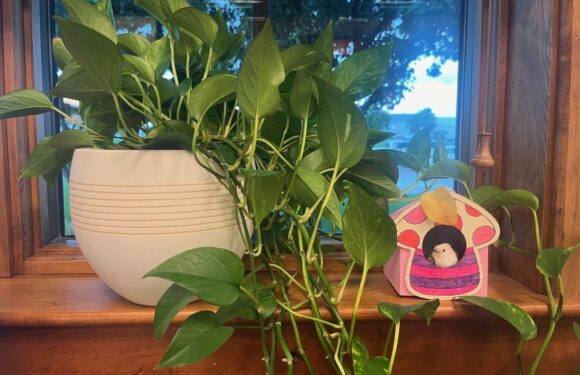 A lush green pothos plant in a white textured pot sits on a wooden windowsill next to a decorative pink mushroom-shaped house with a small bird figure inside.