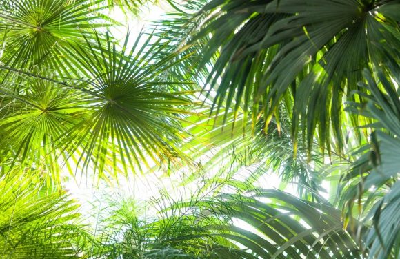 Dense green jungle with various palm and tropical leaves overlapping, allowing bright sunlight to filter through the foliage.