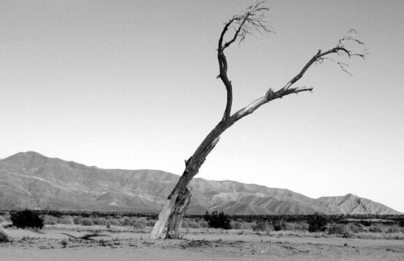 A barren landscape with a twisted, leafless tree leaning at an angle, mountain range in the background, under a clear sky, in black and white.