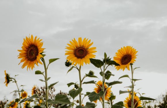 Tall sunflowers with yellow petals and brown centers grow in a field under a cloudy sky. Some leaves are visible among the flowers.