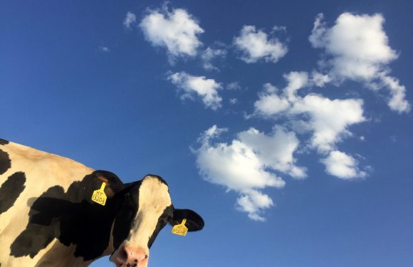A black and white Holstein cow with yellow tags on its ears, standing outdoors against a bright blue sky with scattered white clouds.