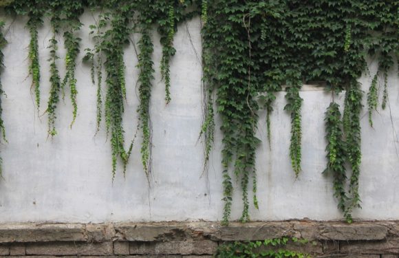 Green ivy vines grow down a white concrete wall, with some trailing onto a brick ledge at the bottom.