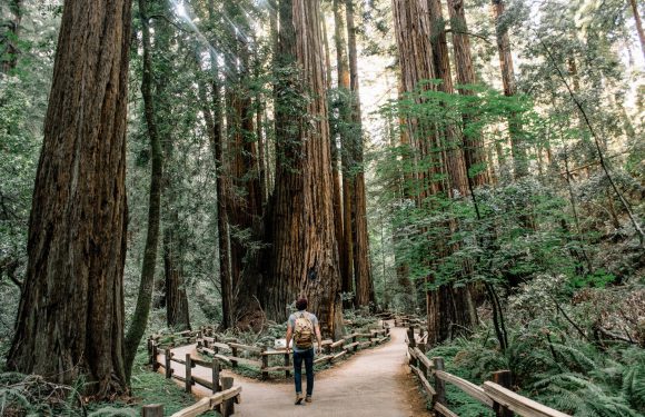 A person with a backpack walking on a forest trail surrounded by tall, ancient trees and dense green foliage.