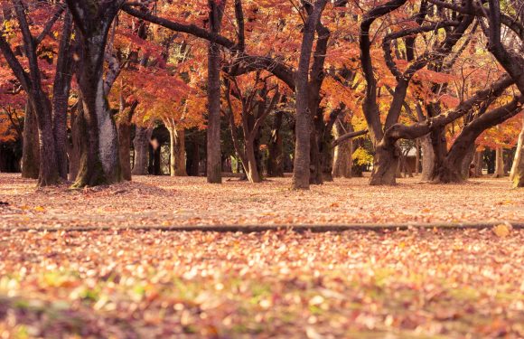 A park with tall trees displaying vibrant autumn foliage in shades of orange, red, and yellow; the ground is covered with fallen leaves.