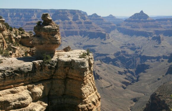 A panoramic view of the Grand Canyon with layered rock formations and a blue sky, featuring a small shrub on a rocky ledge in the foreground.