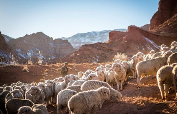 A shepherd herding a large flock of sheep in a rocky, mountainous landscape during late afternoon. The scene features red rock formations and snow patches.