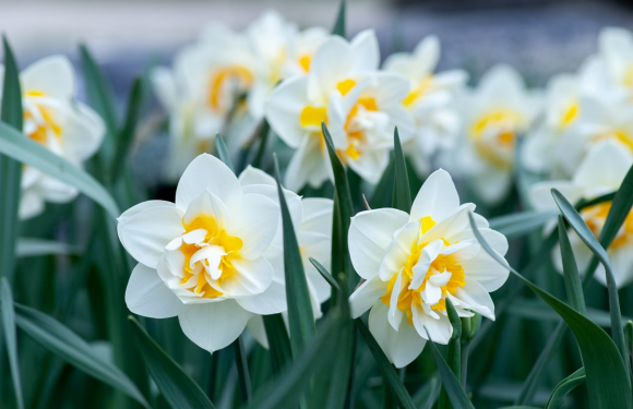 White and yellow daffodils blooming among green leaves.