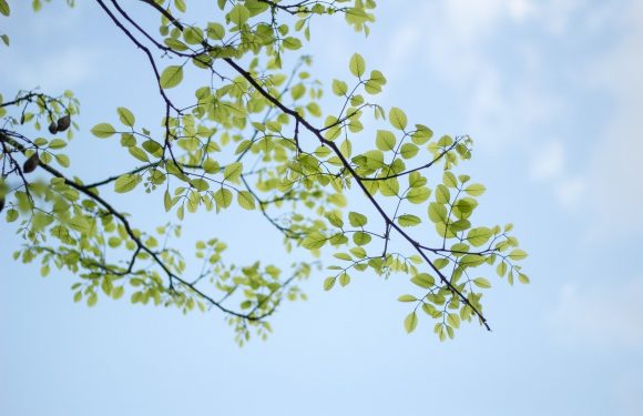 A close-up of green leaves on tree branches against a blue sky with some scattered clouds.
