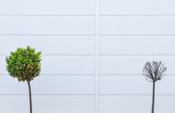 A small, lush green tree on the left and a leafless, bare tree on the right side in front of a white paneled wall.