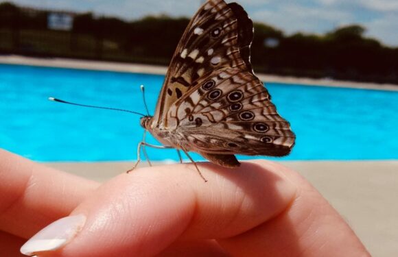 A butterfly with patterned wings perched on a person's finger near a pool, with a clear blue sky and trees in the background.