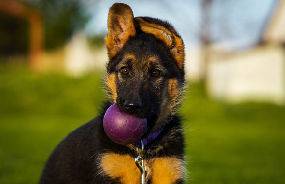 A German Shepherd puppy holding a purple ball in its mouth outdoors on a grassy area with blurred trees and structures in the background.