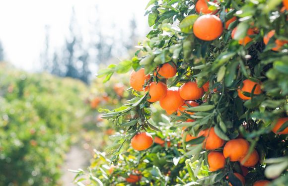 Orange tangerines on a lush green tree branch, with blurred background of more trees and a bright sky, suggesting an orchard setting.