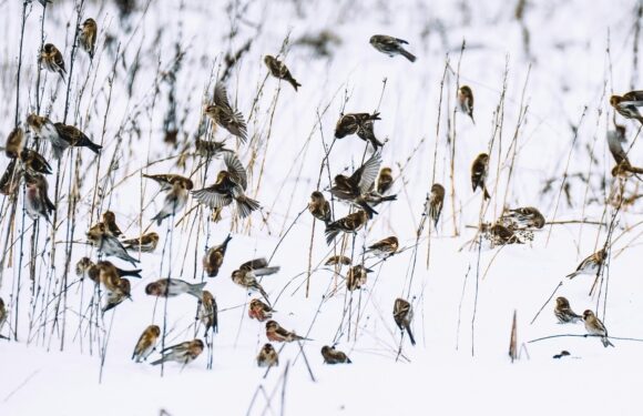 A flock of small brown birds on snow-covered ground with dried grass, some perched and others flying, with one bird wearing a red and white vest.