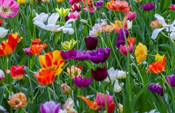 A vibrant field of multicolored tulips blooms densely with pink, purple, yellow, white, orange, and red flowers among green leaves.