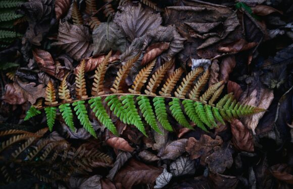A bright green fern frond lies on top of brown and gray decayed leaves, with some darker foliage in the background.