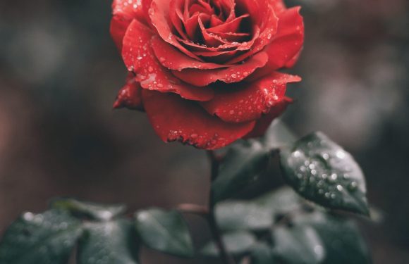 A vibrant red rose with dew drops on the petals and leaves, set against a blurred dark background.