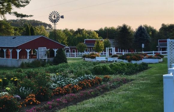 A rural farm scene with red barns, white fences, a windmill, and vibrant flower beds under a clear sky during late evening.