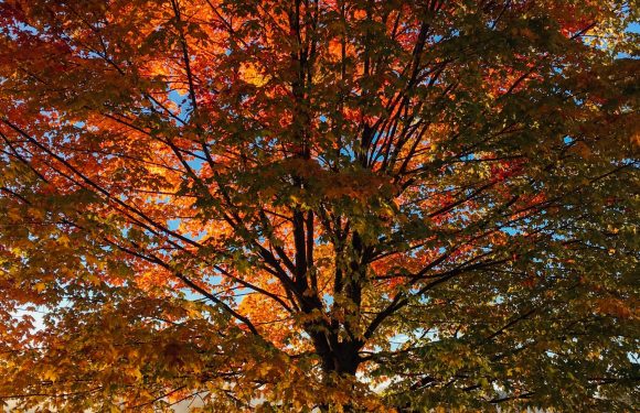 A large deciduous tree with vibrant orange, red, and yellow leaves stands by a calm lake, with clear blue sky visible through the branches.