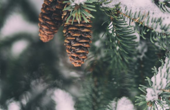 Snow-covered pine branches with two pinecones hanging amidst the greenery.