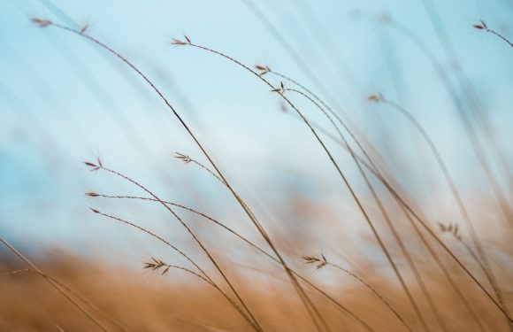 Close-up of tall, thin grass stalks leaning slightly, with a soft blue sky and clouds in the blurred background.