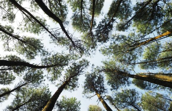 Looking up at the sky through tall pine trees with green foliage and branches stretching outward against a partly cloudy sky.