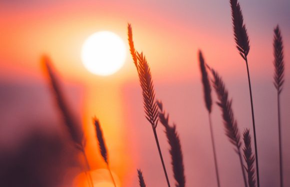 Silhouettes of tall grasses with the setting sun and colorful sky in the background, creating a peaceful and serene atmosphere.