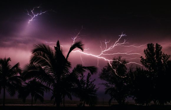 Lightning strikes behind silhouetted palm trees and other trees during a storm at night with purple and pink hues in the sky.