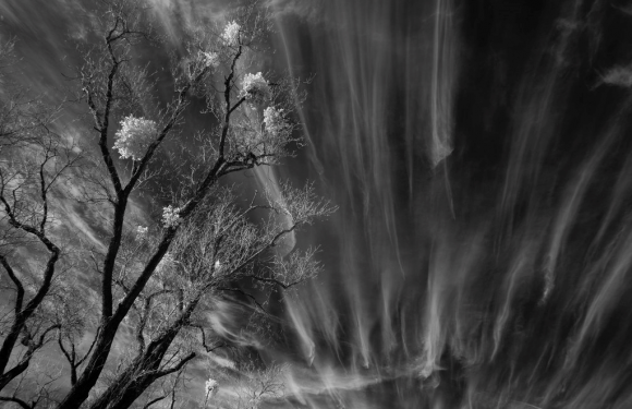 Black and white image of a tall, leafless tree with some clusters of foliage, against a sky with wispy, streaked clouds and streaks of light.