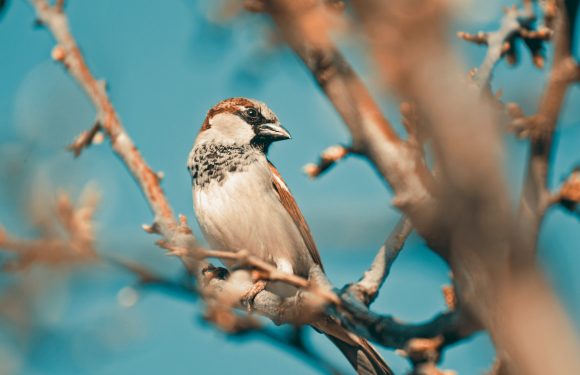 A sparrow perched on a branch against a bright blue sky, with blurred twigs in the foreground.