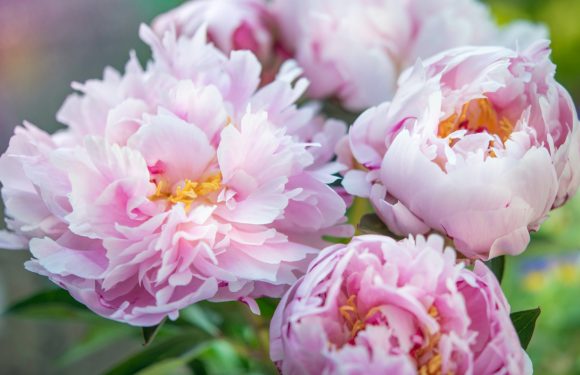 Pink peony flowers in full bloom against a soft, natural background.