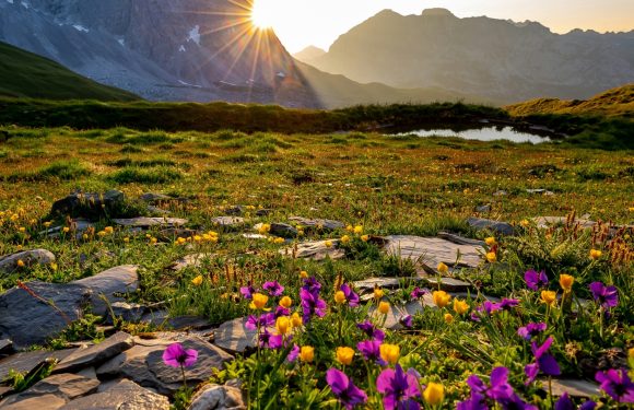 Sunrise over a mountain range with a rocky path and vibrant purple and yellow wildflowers in a lush green meadow.