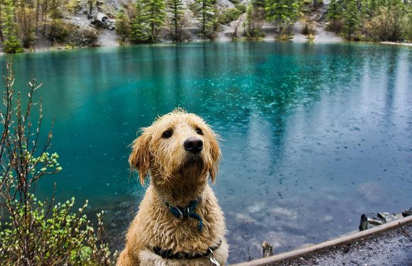 A wet Golden Retriever dog sitting by a turquoise lake with a forested shoreline and trees in the background, on a damp, rocky edge.